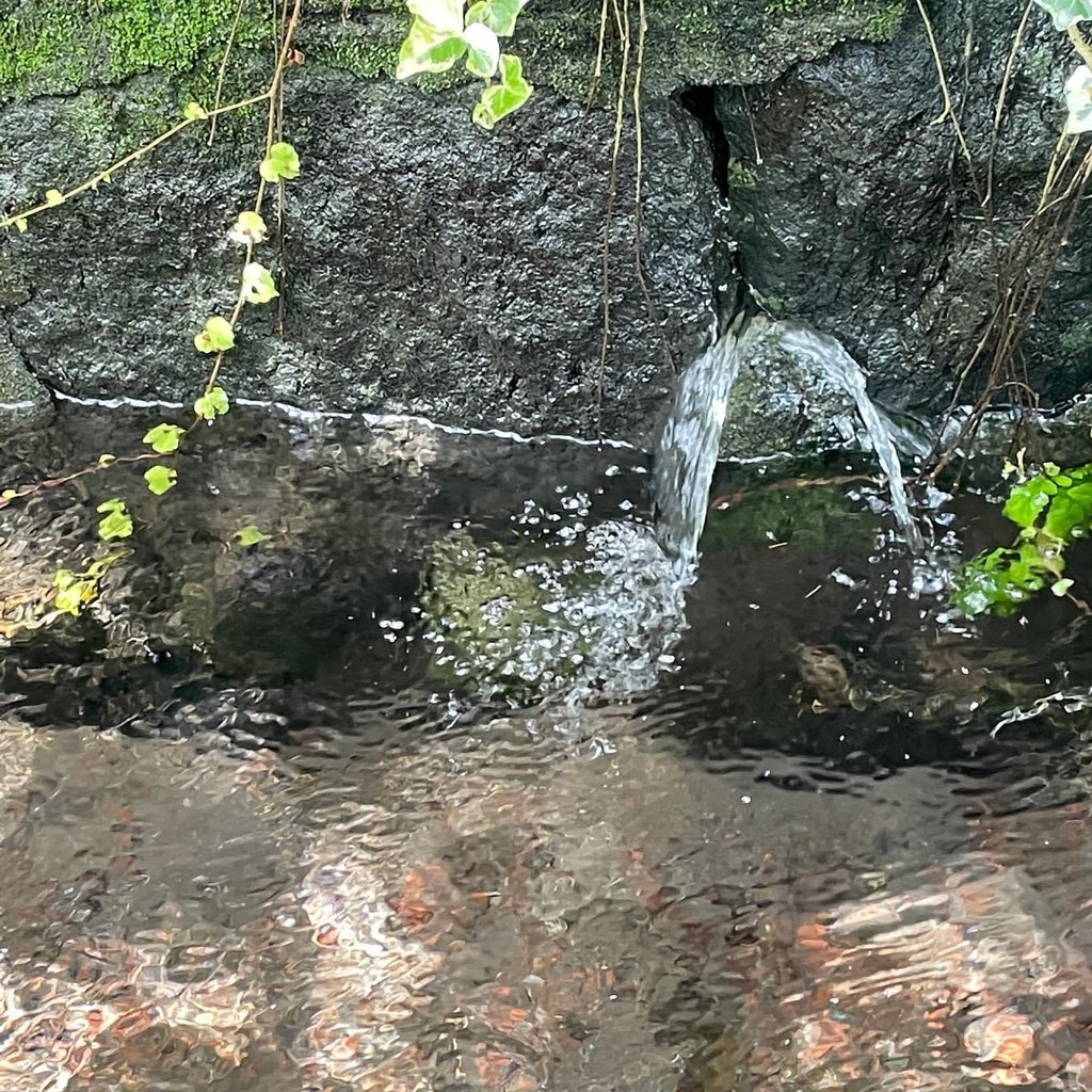 源兵衛川を散策すると川沿いのあちこちで湧き出る湧水を見ることができます。コーヒーと共に良い週末をお過ごしください。