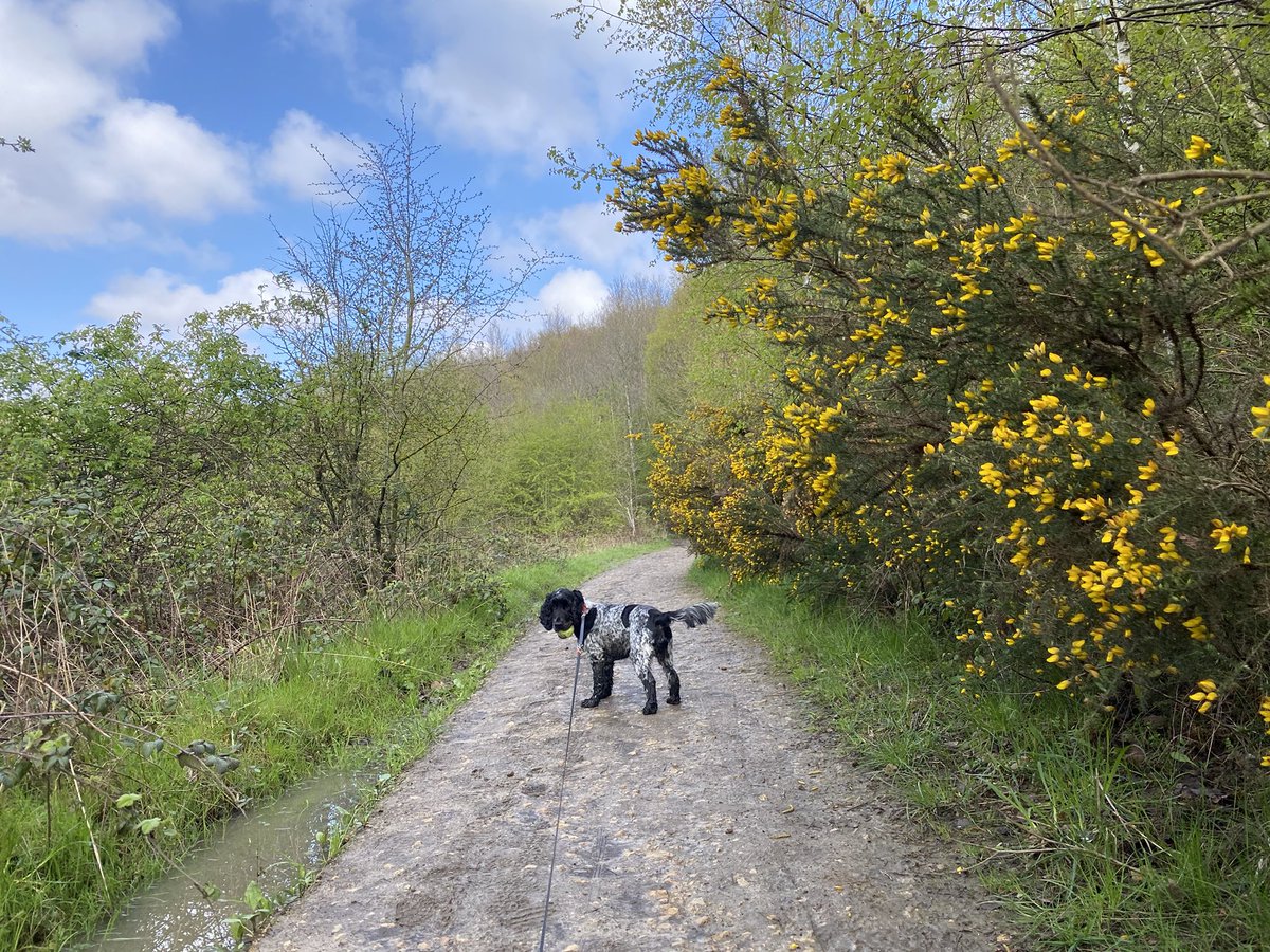 jules_pearce's tweet photo. Halley having a whale of a time at #LeedsSkeltonLake today. 

#dogsatservicestations @ExtraServicesUK https://t.co/sfVerXENPv