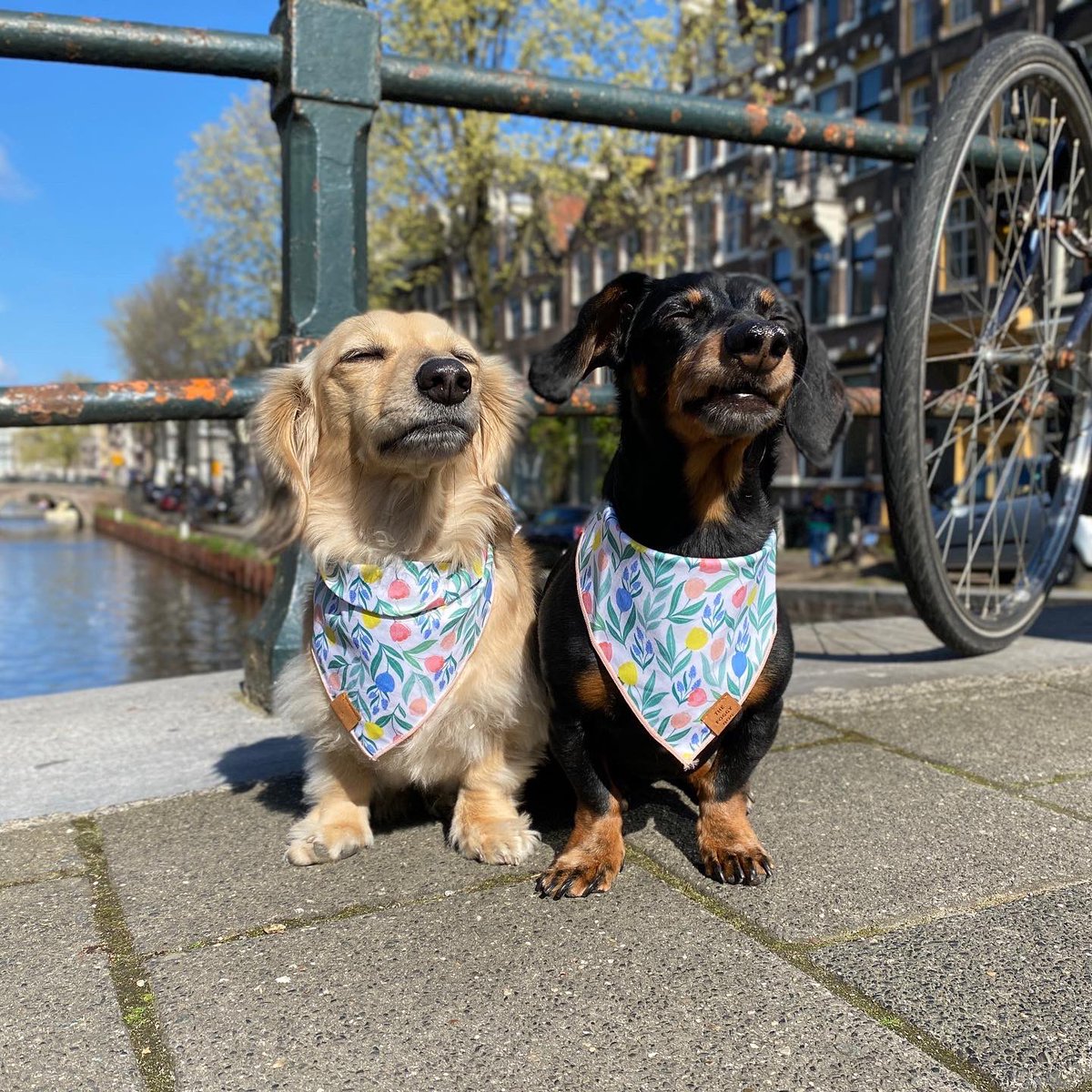 “Hello Amsterdam!! We’ll be exploring the Netherlands for the next couple weeks!” 🇳🇱😋 

~ Crusoe
#visitnetherlands