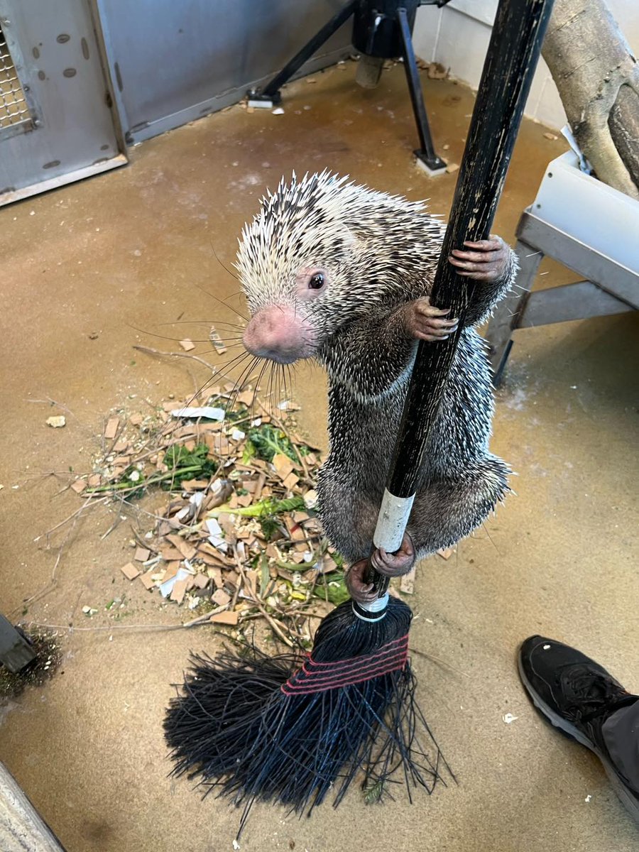 Rico “helping” with morning clean up. 😂