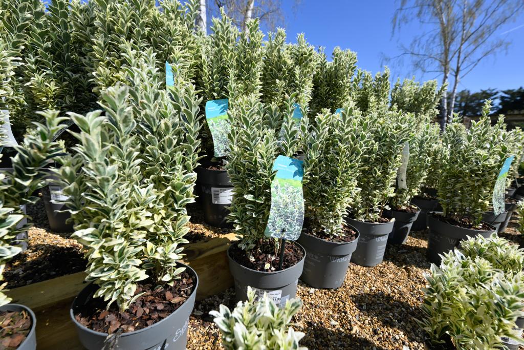 VanHage's tweet image. A glorious display of Euonymus - japonicus White Spire. These tough and versatile evergreens are great for hedging. Prune mid to late Spring to encourage bushy growth.
#evergreen #springplants #gardening #garden #ukgardencentre #gardenborders #perennials #hedge #bush