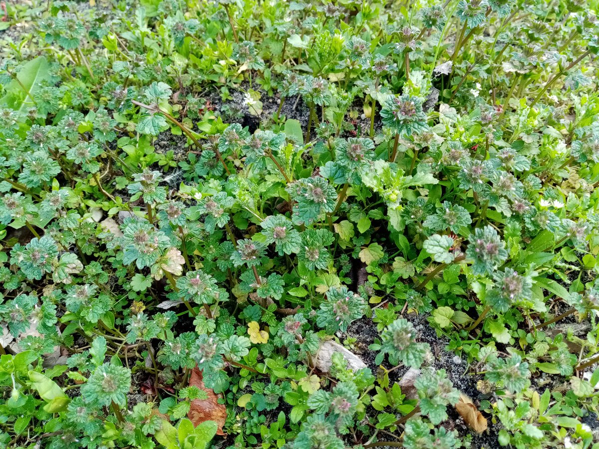 Heel wat hoenderbeet in Overvecht Noord