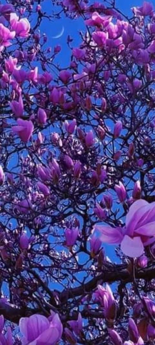 Che spettacolo che è la primavera
My📷