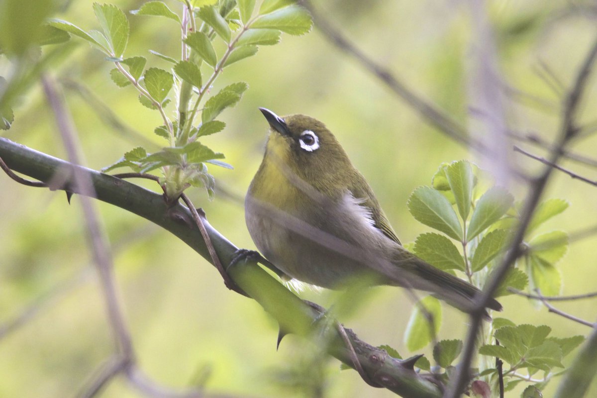 LittleNature1's tweet photo. 目白 メジロ Warbling white-eye https://t.co/yidcIlMxiJ