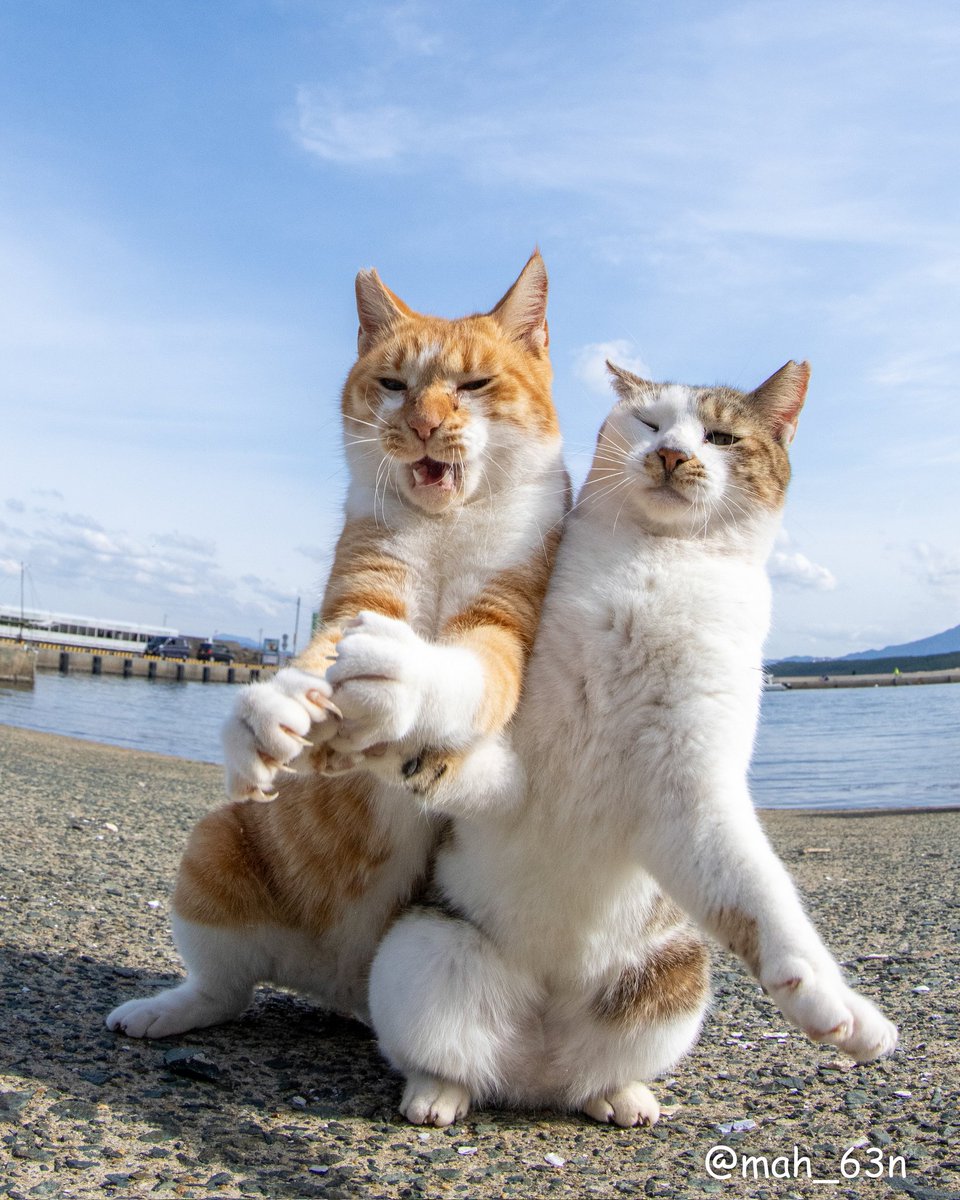 mah_63n's tweet photo. 現行犯逮捕😎
#猫 #ねこ #猫写真 #cat
#東京カメラ部 https://t.co/JgOPuGpXEo