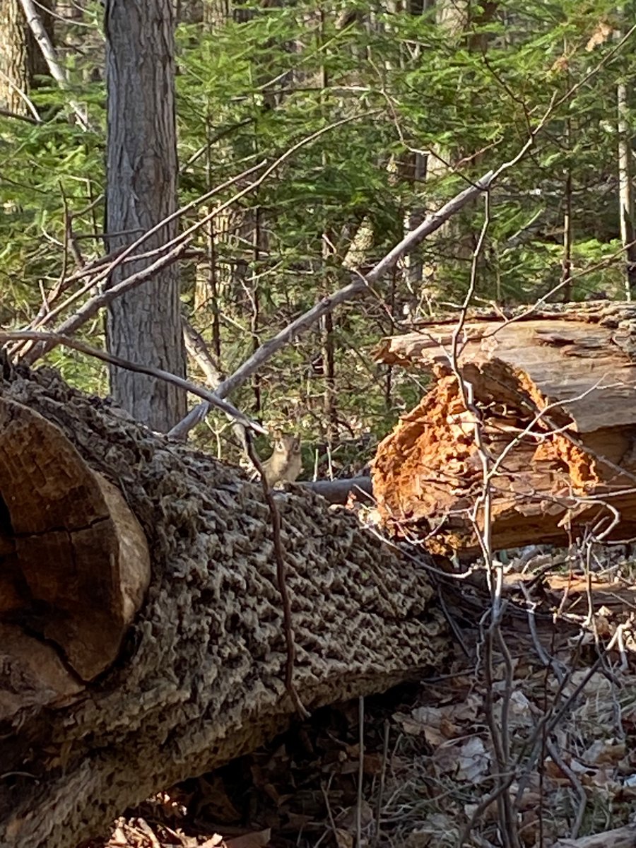 Grace Vanderzande π¨π¦ (@buttonsthoughts) on Twitter photo Get outside. Do you see it?<a href="/MIHomeYGK/">π¨π¦ Make It Home YGK</a> #NaturePhotography #trees #SpringtimeOnTheFarm #hiking #calm <a href="/RevelleRick/">Rick Revelle</a> <a href="/EmberSkyMedia/">Graeme</a> <a href="/APhieffer/">Anita Phieffer π¨π¦</a> @herbhaven Get outside. Do you see it?<a href="/MIHomeYGK/">π¨π¦ Make It Home YGK</a> #NaturePhotography #trees #SpringtimeOnTheFarm #hiking #calm <a href="/RevelleRick/">Rick Revelle</a> <a href="/EmberSkyMedia/">Graeme</a> <a href="/APhieffer/">Anita Phieffer π¨π¦</a> @herbhaven