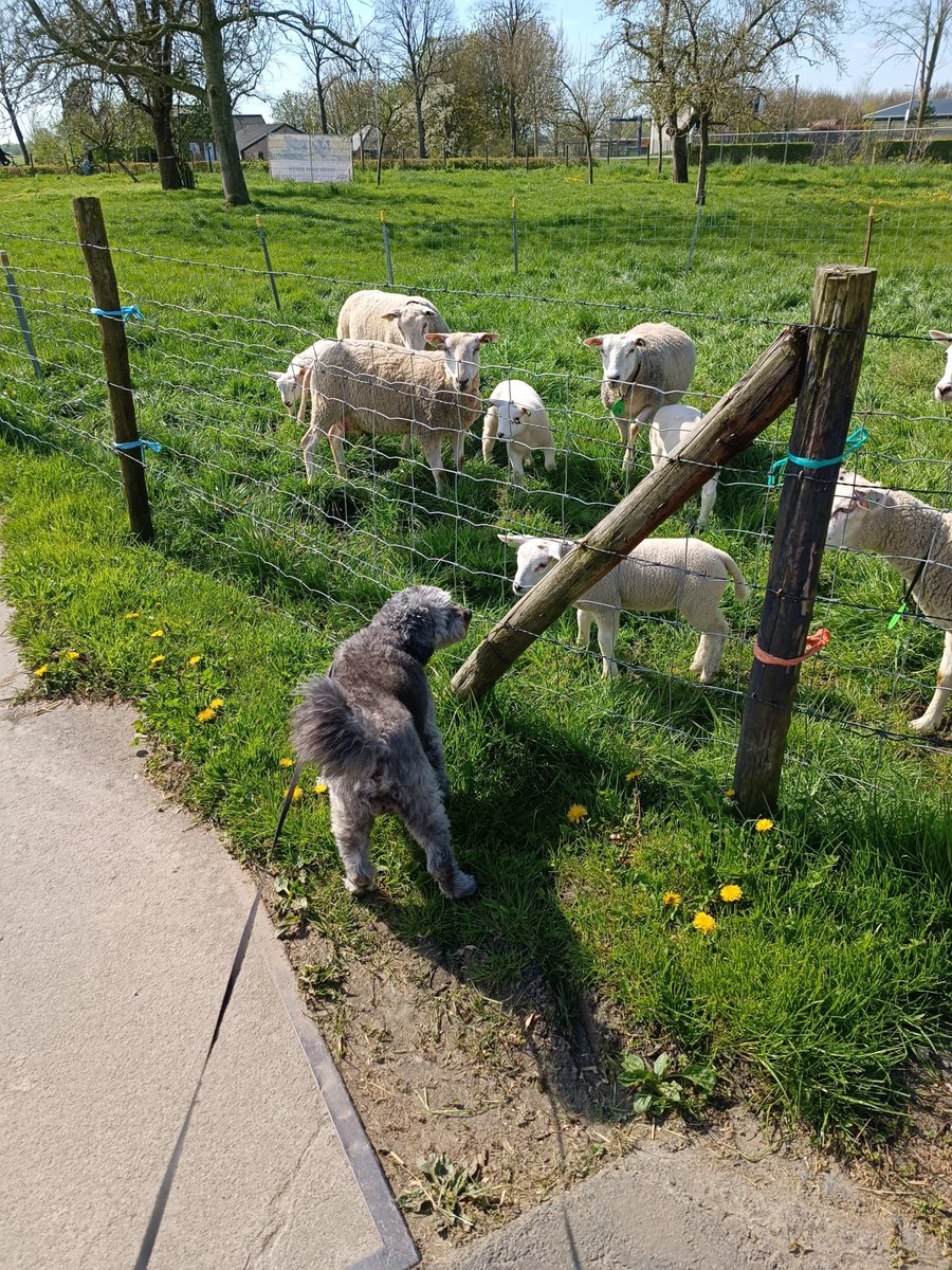 wouffechouffe's tweet photo. Jarig vandaag met m’n vriendjes lammetjes #wolfje #jarig. 11 jaar https://t.co/vYWJRng50Q