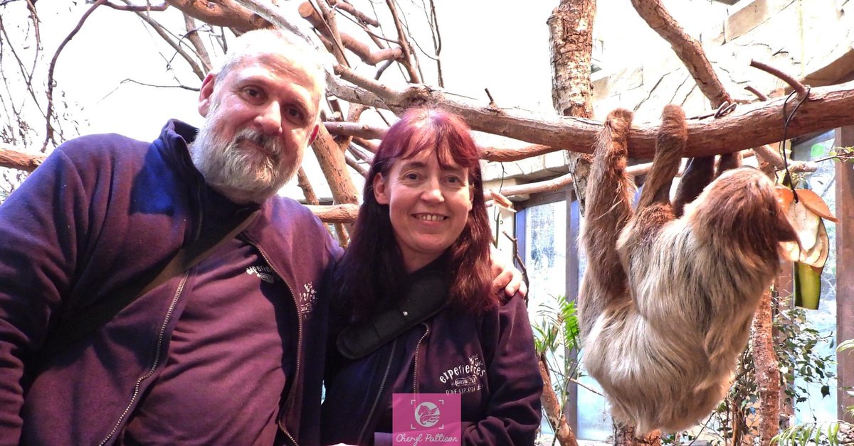cherylpattison2's tweet photo. Latin American experience at Chester zoo, no other words than Brilliant.
Capybara,Tapiar, Agouti,Giant Anteater and the Two toed Sloth with Fruit bats too.
#sloth #giantanteater #Capybara #tapiar #agouti #fruitbats #chesterzoo #latinamericanexperience 
Big thanks to Brittney. https://t.co/W1npWP7Hxh