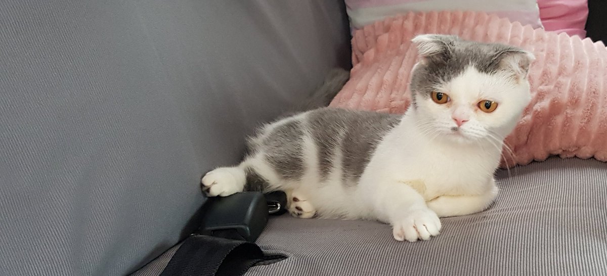 Jethroar07's tweet photo. My handsome boy finally home 😍 https://t.co/OlB1oY2bUH