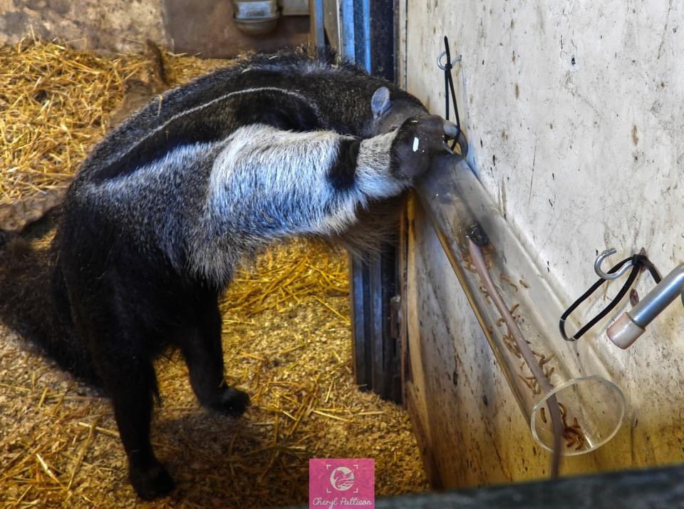 cherylpattison2's tweet photo. More #chesterzoo pics https://t.co/PJnuDfJfk2