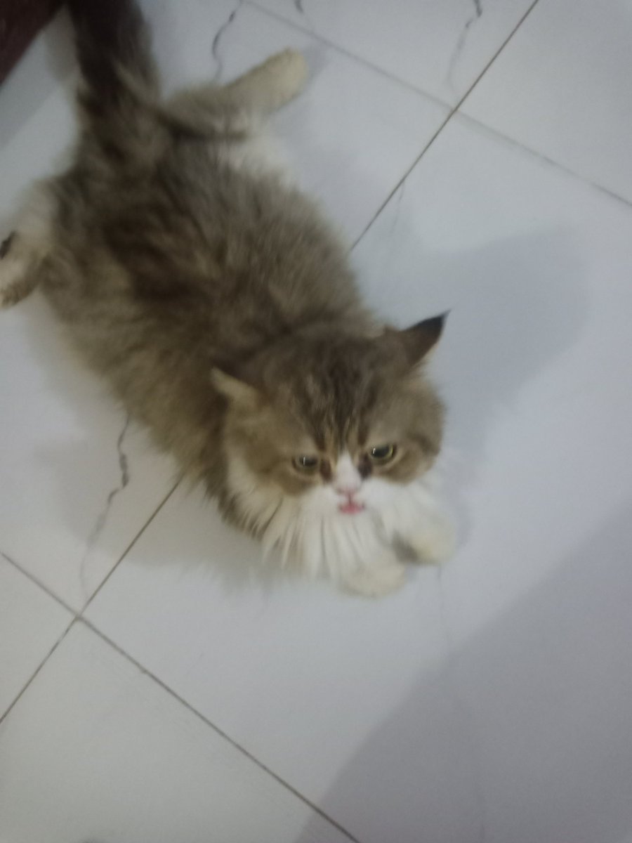 My cat mail very Beautiful.