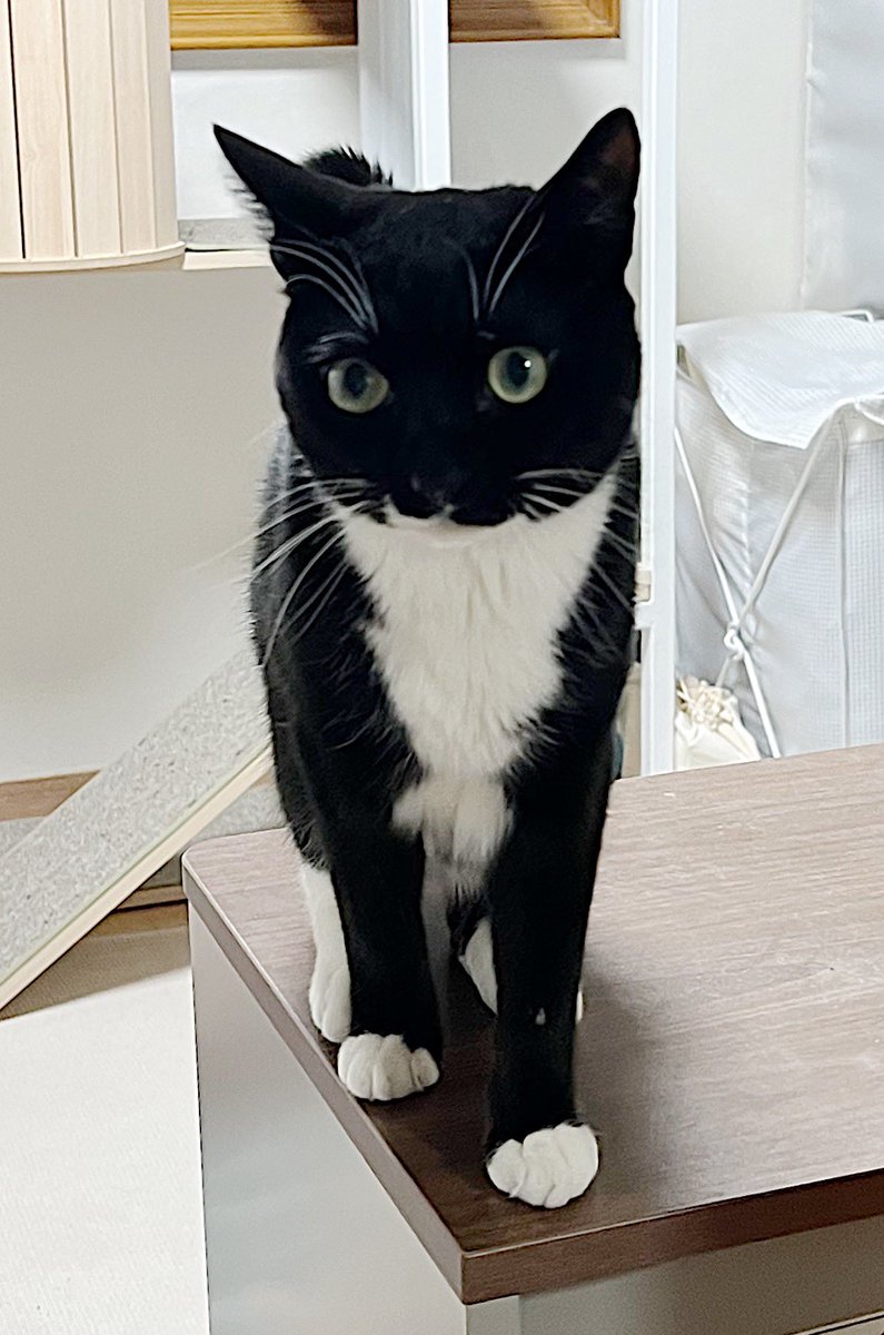 ollyonecat's tweet photo. >:3 😼 https://t.co/BfrEpfBFFL
