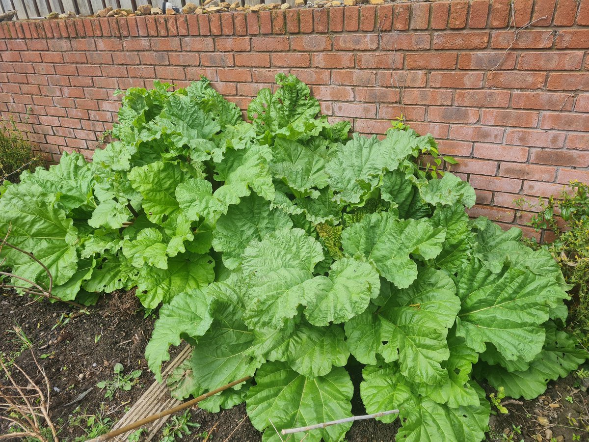 ChrisSiddle1's tweet photo. @GWandShows planted 3 yrs ago . Can you tell we live in the rhubarb triangle?! https://t.co/LuXdETgJUu