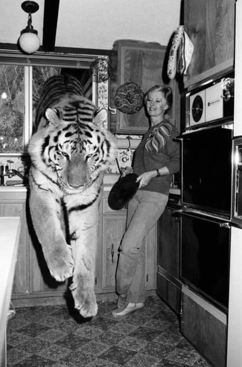 Chema_Ponze's tweet photo. La próxima vez que quieras presumir de tu gato mira esta foto de la actriz Tippi Hedren (madre de Melanie Griffith) de 1982. https://t.co/POaQTOnRwH