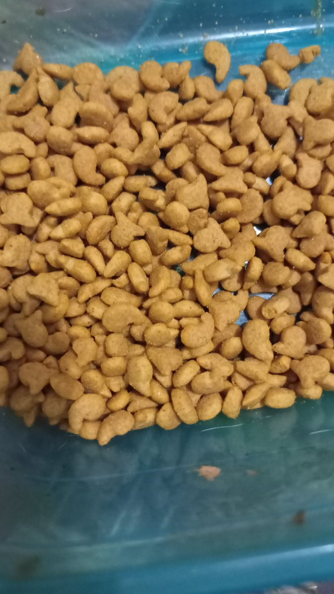 Rzaf_29's tweet photo. Silahkan dicemil 😋
#owoy #cat #petfood #tren #viral #balance #catfood #bumil #bocil #choicefood https://t.co/9HDZTPxM90