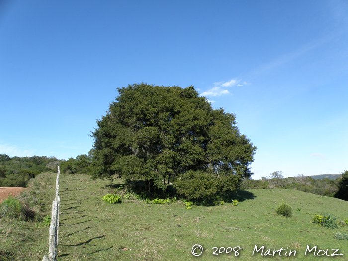 (1/17) Sabadou com Planta &amp; Madeira!
Aproveitando o sucesso da Araucária, vamos de mais gimnospermas que ocorrem no Brasil!
Sim, a Diva não é a única conífera que cresce por aqui! Não sabia?
Há 11 espécies nativas da família Podocarpaceae no nosso país! Siga o 🧶!