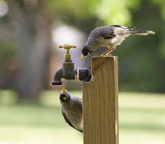 priti_sriv's tweet photo. A gentle reminder and appeal to all summer cities for keeping water on their terrace and balconies for the birds . #thirstybirds #water #hotwether .#behuman https://t.co/T61UbJYIDa