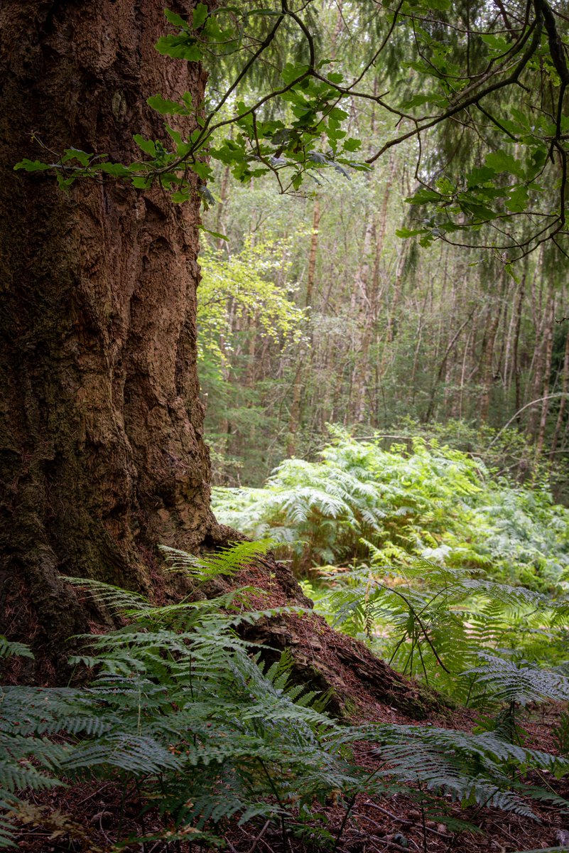petebealphotos's tweet image. A little woodland capture from the New Forest

#newforest #forestcaptures #landscapephotography #woodlandphotography
