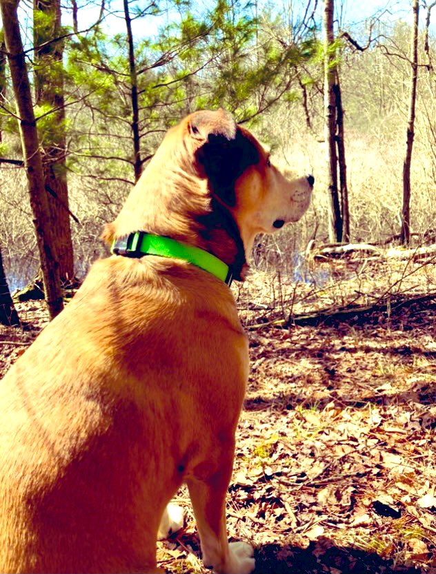Every day, Rooney reminds me of the importance of protecting wetlands. He says they are vital in supporting life, and that we get by only with a little help from our fens.
#EveryDayIsEarthDay 
#EarthDay2023