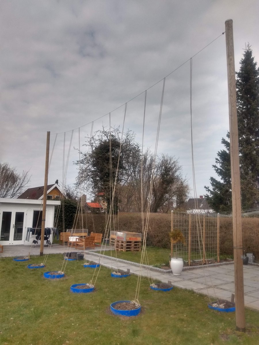 KeldlingBrew's tweet photo. Spring Come Forth. We Are Ready. All Strings Attached.

Cascade, Centennial, Phoenix, US Goldings, Willamette, Columbus, Prima Donna, Challenger, Target, Saaz

#homebrew #hops #homegrown https://t.co/4VBzHHI5si