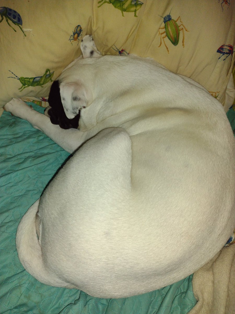 Kiko would say good morning, but, she's sleeping in today.