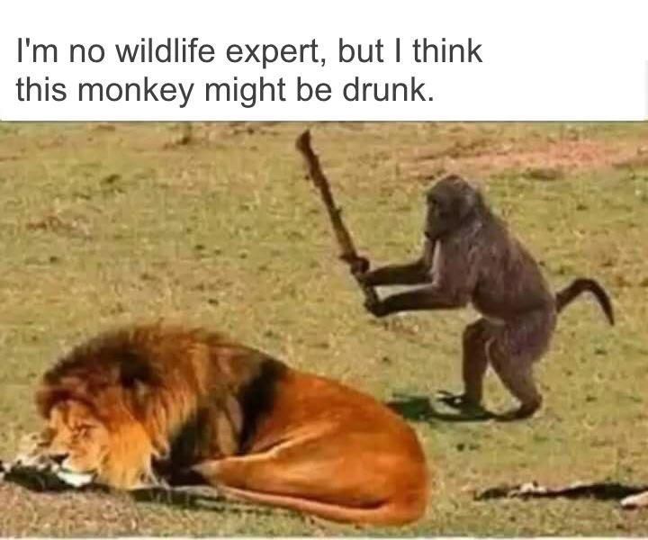 HJamesWrites's tweet photo. We all know someone like that monkey. 😂 https://t.co/BgLwYNAYX5