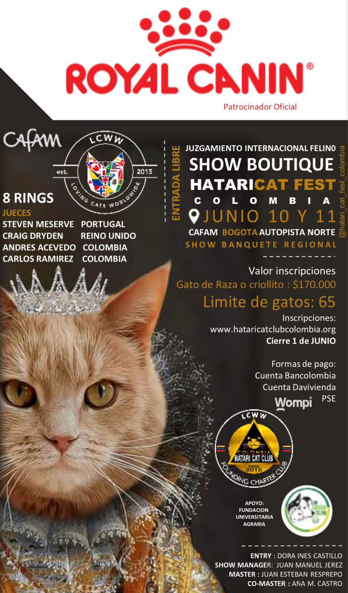 Thenavycatcoon's tweet photo. Acompáñenos 3 ejemplares de nuestro criadero participarán @Thenavycatcoon https://t.co/2QW62E4EKY