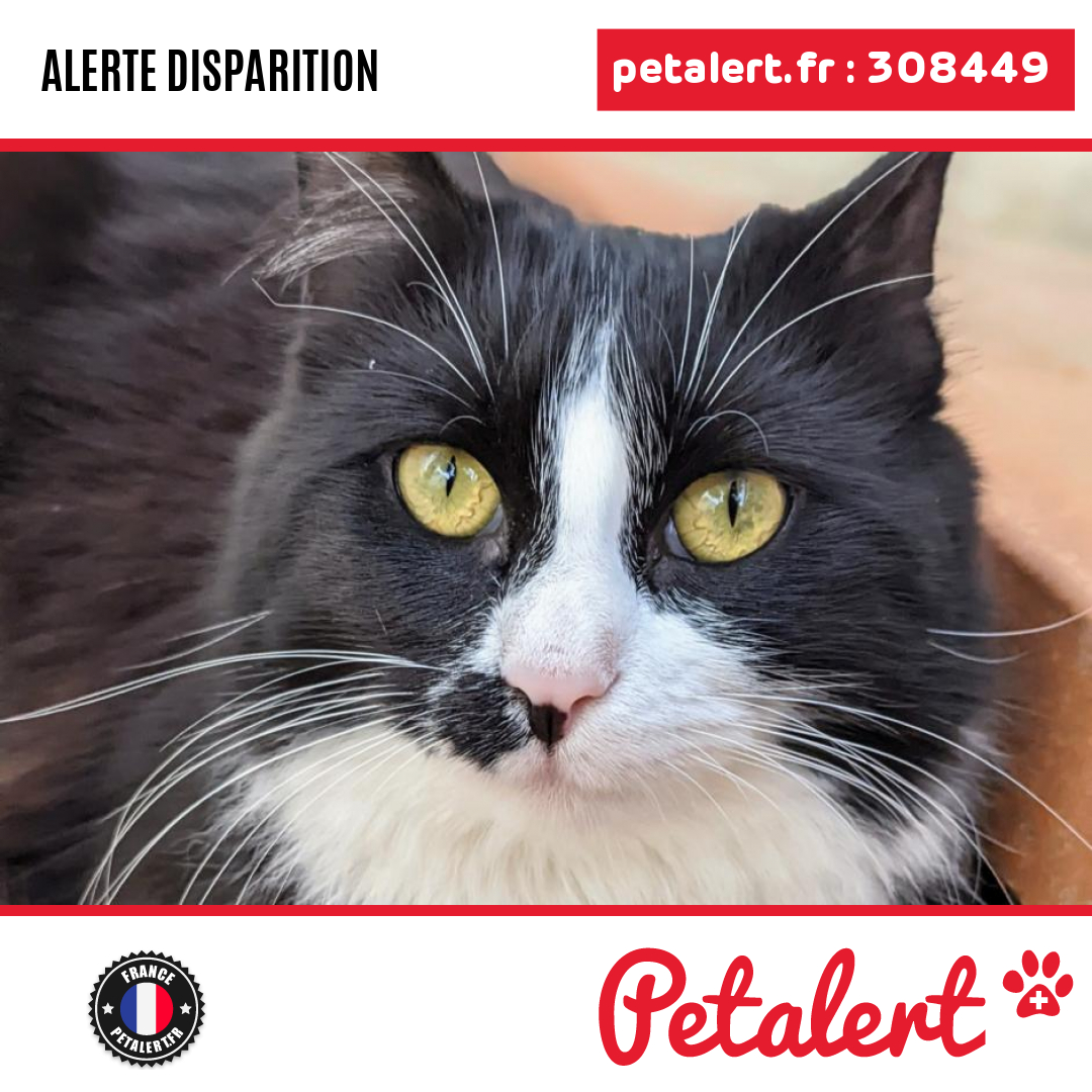 petalert_france's tweet photo. Disparu #Chat #PyreneesOrientales #SaintLaurentDeLaSalanque #Petalert #PetAlert66 / https://t.co/lJJdCpjjgh https://t.co/LWobraoGJw