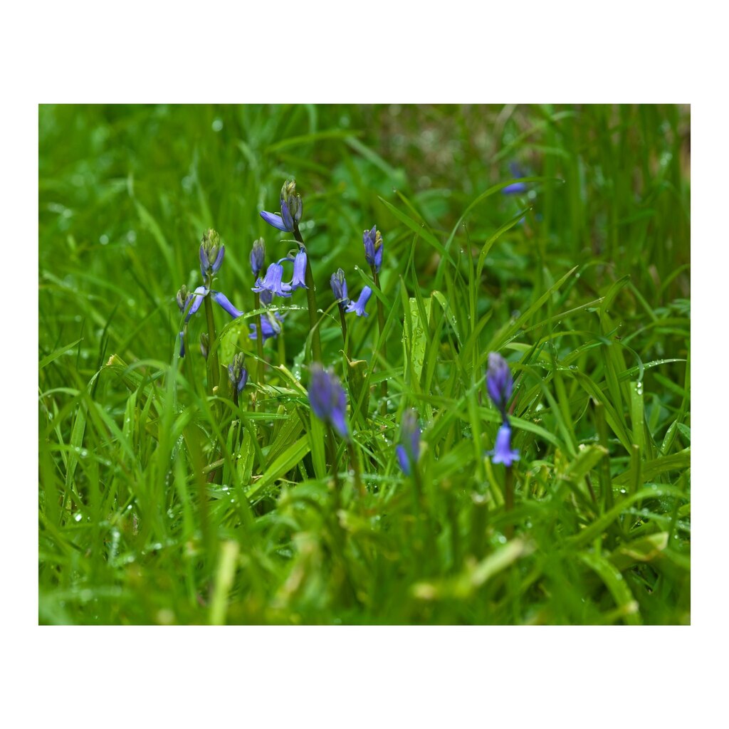 cunabula's tweet photo. The first fo the Spanish bluebells (Hyacinthoides hispanica) are out in the garden. Need to head to the woods to find the English ones soon.
______
#today #todayis #diary #calendar #photooftheday #lockdownproject
#nature #naturephotography #flower #flo… https://t.co/ovLz0GwQ1G https://t.co/1fXLCTAdmB