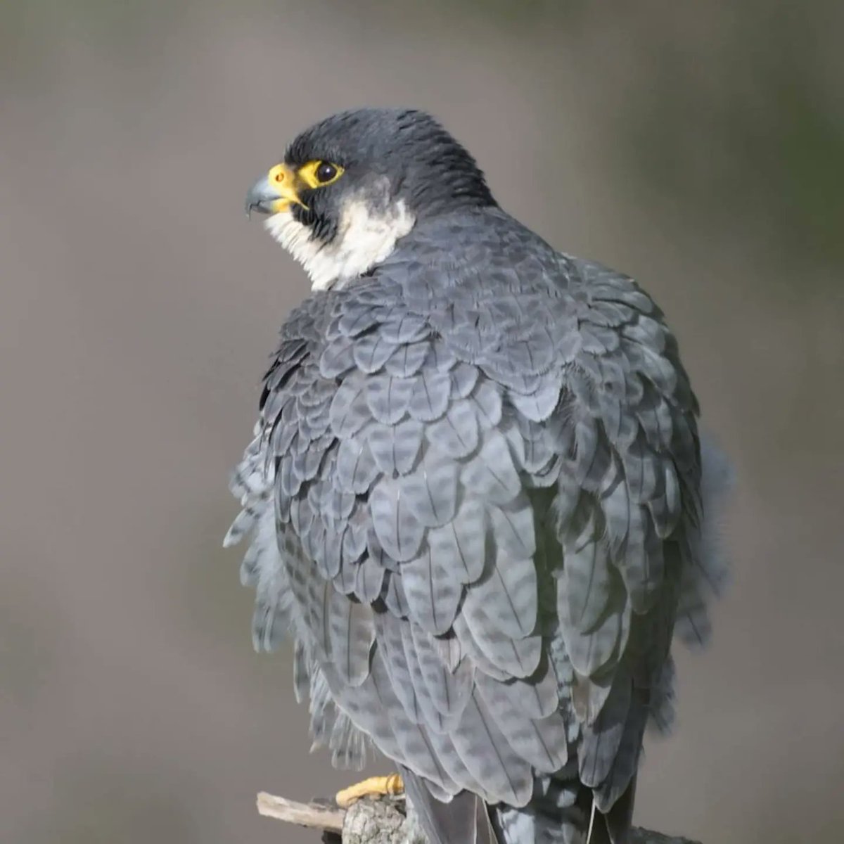 BarnyGas's tweet photo. Peregrine Falcon at Clifton Suspension bridge #naturephotography #twitternaturecommunity #peregrinefalcon https://t.co/sU6EKSOX1I