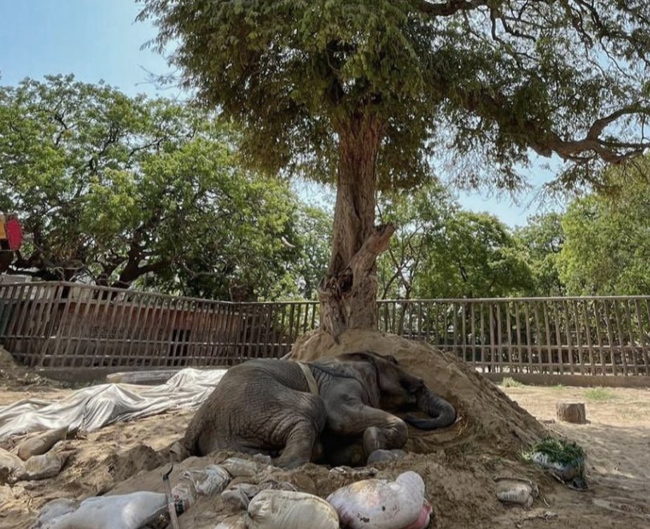 ■Wild born ■Captured in Tanzania ■Shipped to Pakistan ■Imprisoned at Karachi Zoo ■14 years on concrete ■Controlled by Bullhook 💔Dead at just 17yrs  #RIPNoorJehan 🌻 #NoMoreSuffering