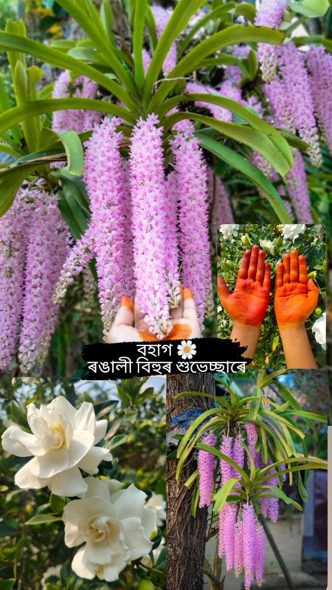 Modhu454's tweet image. &quot; ব&apos;হাগ মথোঁ এটি ঋতু নহয় 
নহয় ব&apos;হাগ এটি মাহ
অসমীয়া জাতিৰ ই আয়ুসৰেখা
গণ জীৱনৰ ই সাহ &quot;
এই আয়ুসৰেখা স্বৰূপ ৰঙালী বিহু আৰু অসমীয়া নৱবৰ্ষৰ শুভেচ্ছা জনালো । এই ৰঙালীৰ ৰঙেৰে উদ্ভাসিত  হওক জীৱন জীপাল হওক প্ৰাণ ।