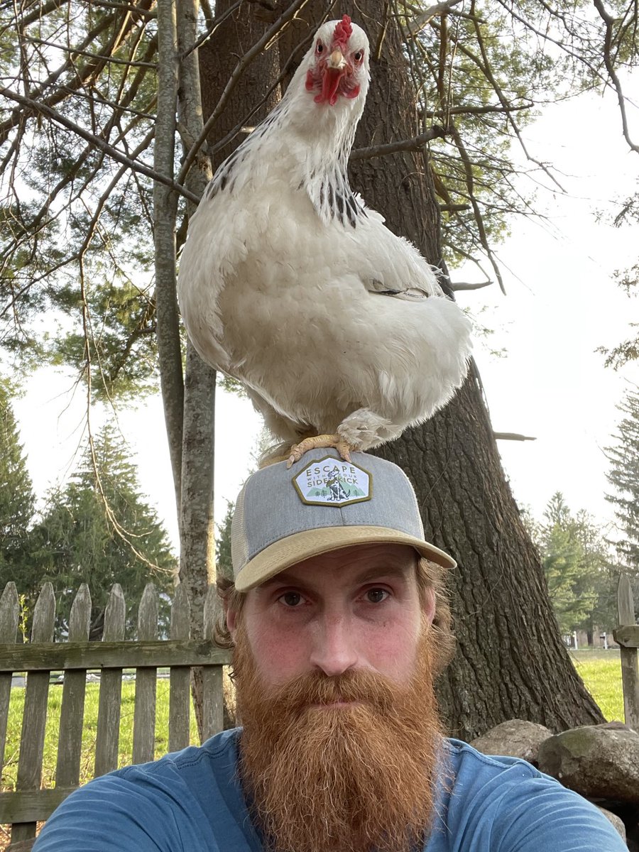 Do you like my new hat? #chickens