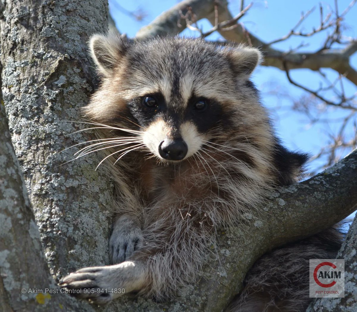 Protect your home and yard from raccoon 🦝  infestations. Call us for reliable pest control. We cover Niagara &amp; Hamilton Regions. Check out our website for more details buff.ly/3VM2S47