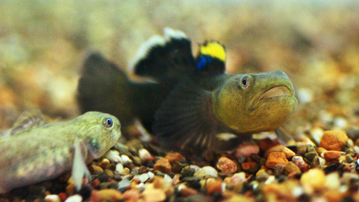 FishInTheNews's tweet photo. New research on the punky desert #gobies of central and northern #Australia - Phylogenomics and biogeography of arid-adapted #𝐶ℎ𝑙𝑎𝑚𝑦𝑑𝑜𝑔𝑜𝑏𝑖𝑢𝑠 #goby fishes. #DesertGoby #DesertFish
📷 via https://t.co/offnX4wc1S
🔒 https://t.co/KxtAqC6aY3 https://t.co/c6gX0kdw2Z