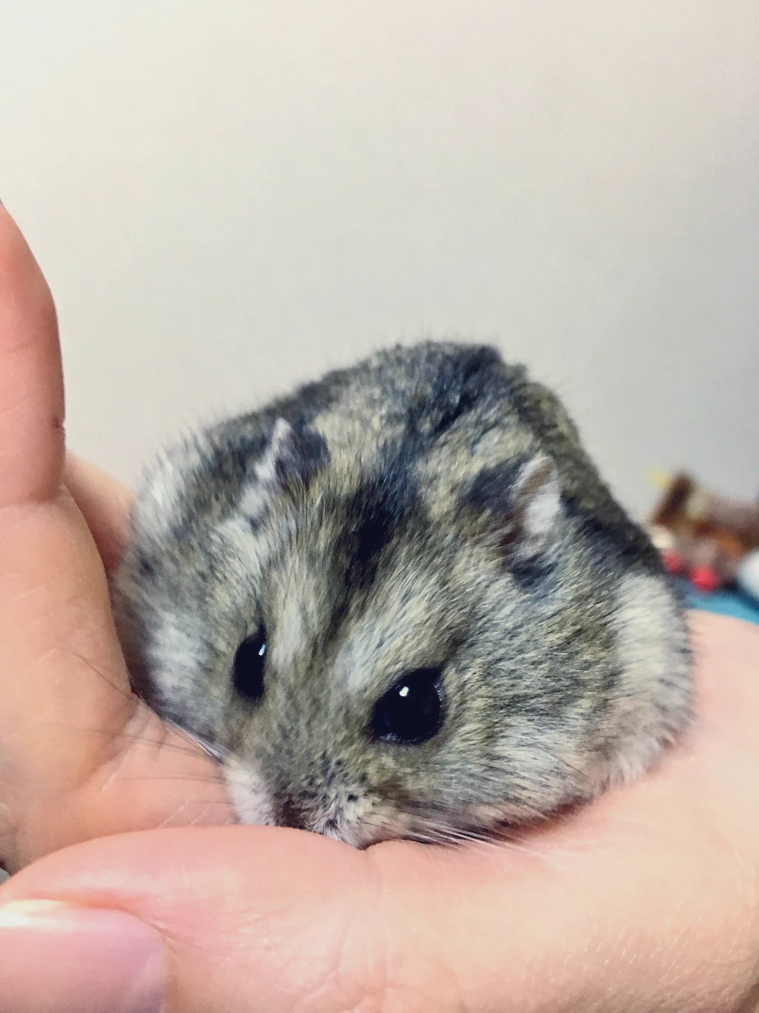 @yuhachi_hamster わー！分かりすぎます😆
もうお空に行ってしまったけれど、可愛い姿をたくさん見せてくれました🧡🌈 