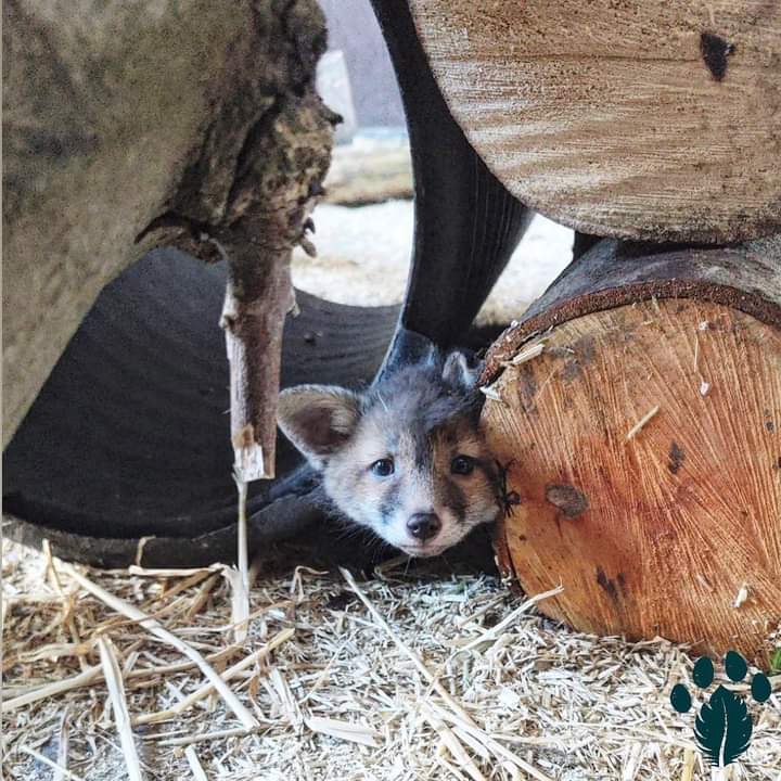 We are currently caring for 4 fox cubs. Our oldest two were introduced together this week and placed into a nice big enclosure with plenty of enrichment. As you can see they are very wary of people, which is exactly what we want. Their contact with humans is minimal.