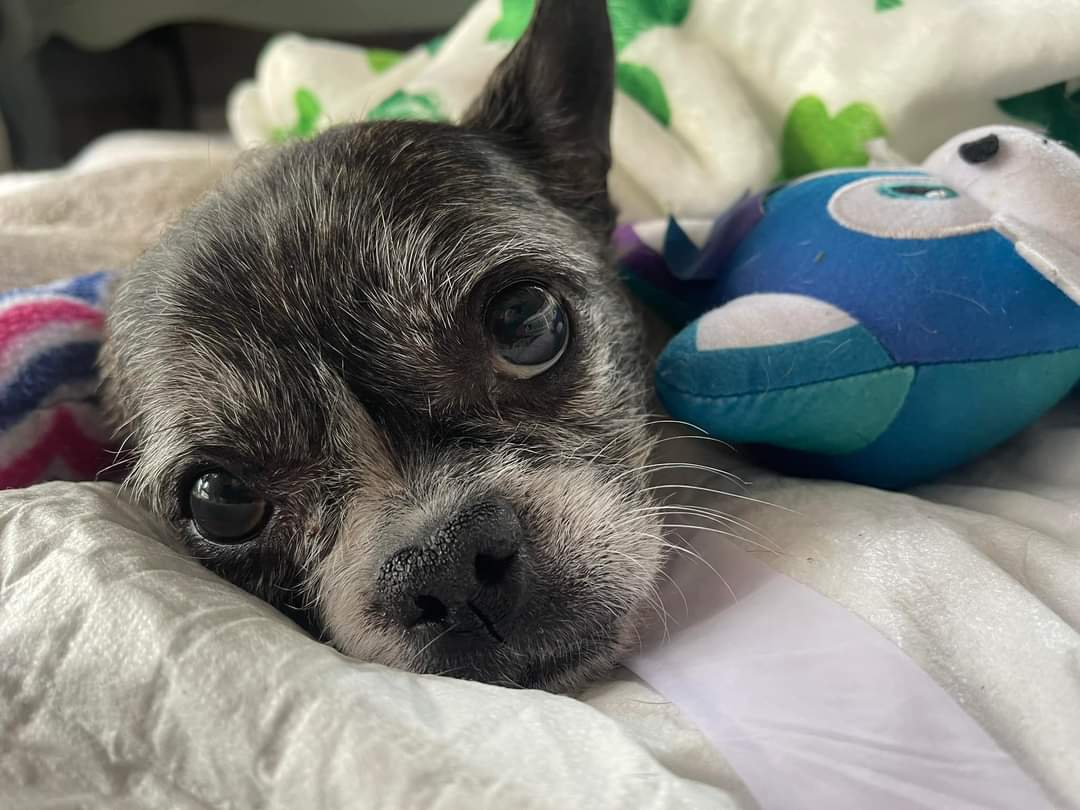 She had major spine surgery because of a ruptured disk. We need the universe to lay off her already. For reals… or I am gonna get smashy, Echo