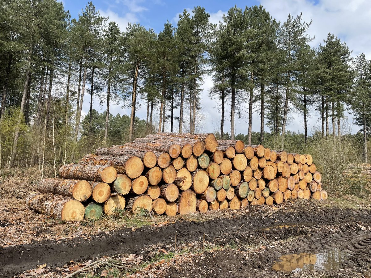 Took Minty for a spin at #sherwoodpines she loved it. Stormed through muddy puddles on #blueroute . Out of breath up hill near Death Valley 😵‍💫. Beaut weather by 11.30am. Another wood pile, freshly cut, smelt lovely. #cyclinglife #sondercamino #gravelrides