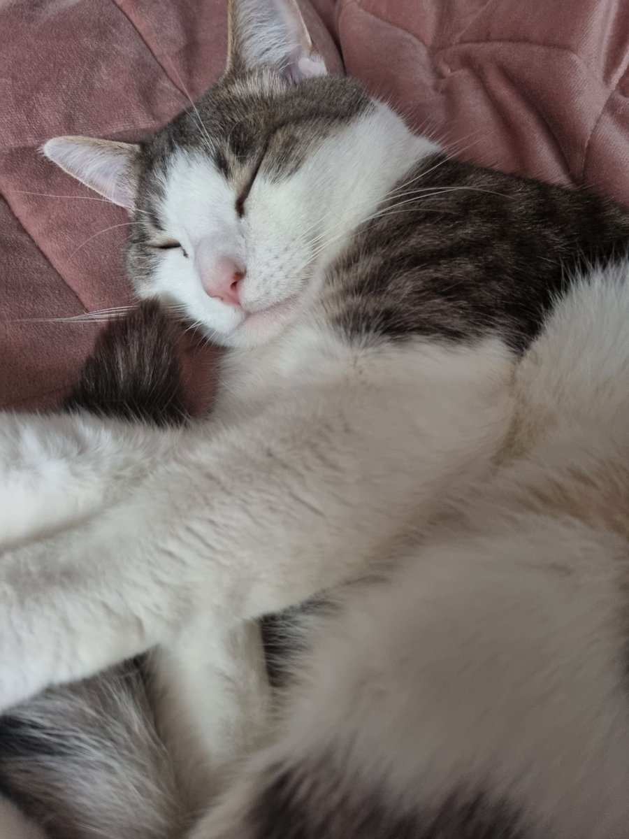 trannysaurus__'s tweet photo. Sleeby bby https://t.co/19h7kqncz2
