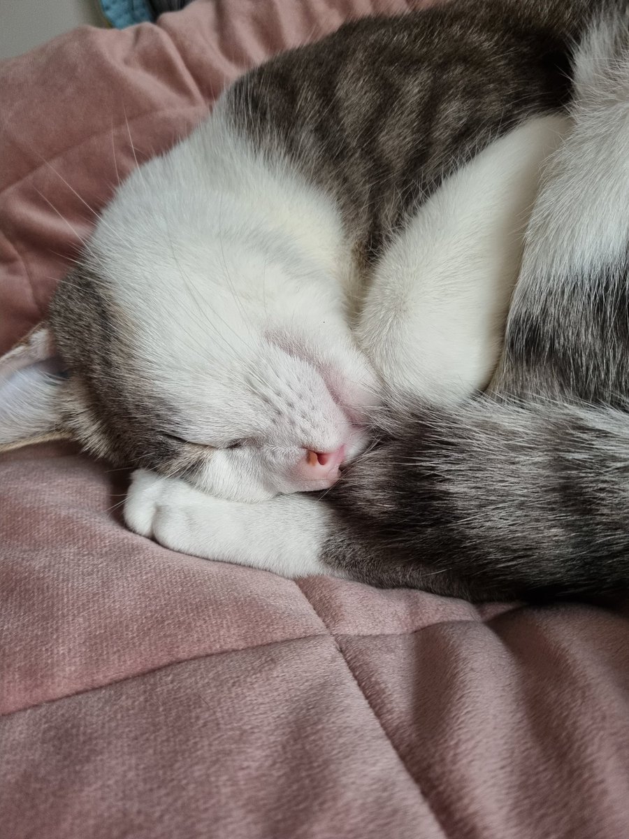 trannysaurus__'s tweet photo. Sleeby bby https://t.co/19h7kqncz2