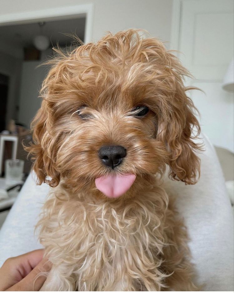 💖 (@twaniimals) on Twitter photo 