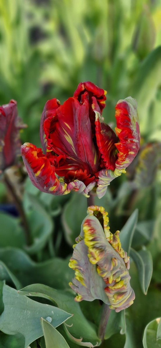 This is the majestic 'ROCOCO' tulip #tulip #spring #gardening