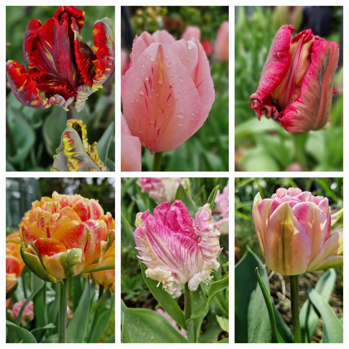6 amazing tulips #SixOnSaturday #tulip #flowersinmygarden #gardening
