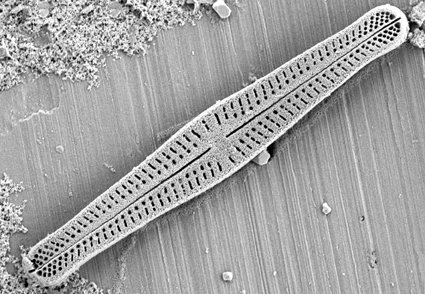 Achnanthidium lucectorii sp. nov. and A. enigmaticum sp. nov., novel diatoms (Bacillariophyta, Achnanthidiaceae) from Texas biotaxa.org/Phytotaxa/arti… #protists #algae #diatoms