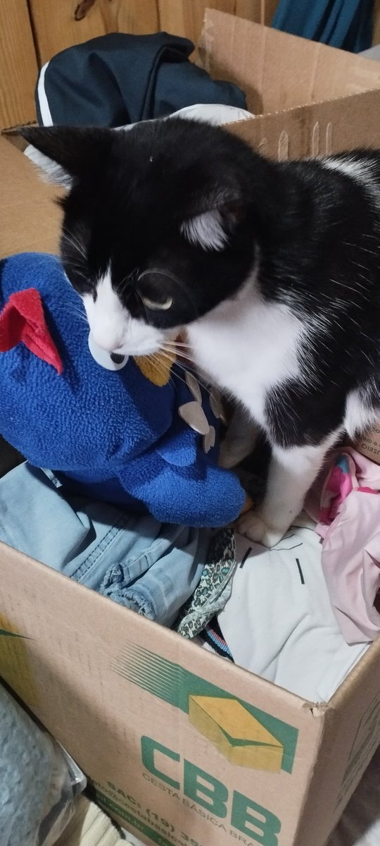 CintiaSecario's tweet photo. Quando chegam as doações é assim, o caçulinha me ajuda a separar tudinho.
#gateira @gatos https://t.co/xUIkB0neEx
