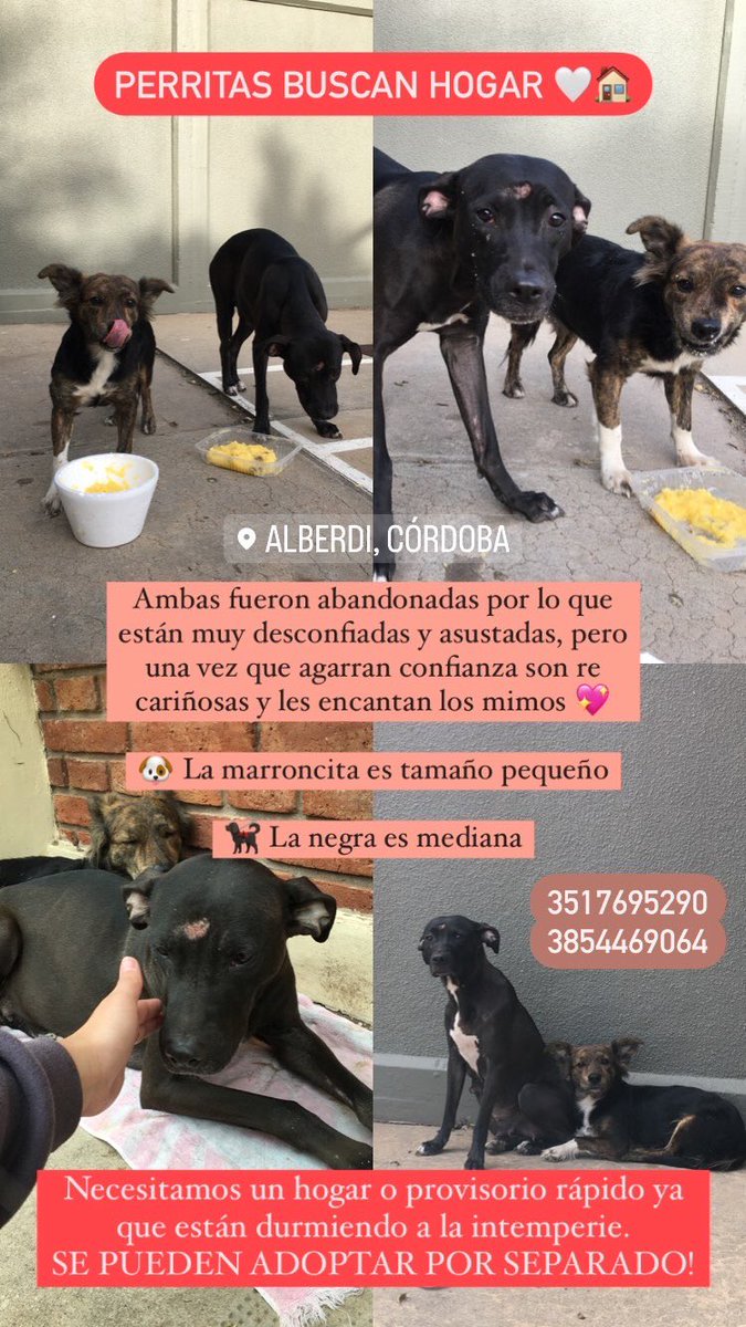 Abandonaron estas perritas en la iglesia que está en dean funes y muñiz (barrio alberdi). La negra creemos que  está embarazada. 
Si pueden compartir con sus conocidos o con alguien que pueda tenerlas o a una sola por lo menos. Están durmiendo a la intemperie. <a href="/VivireNuevaCba/">VivirenNuevaCórdoba®</a>