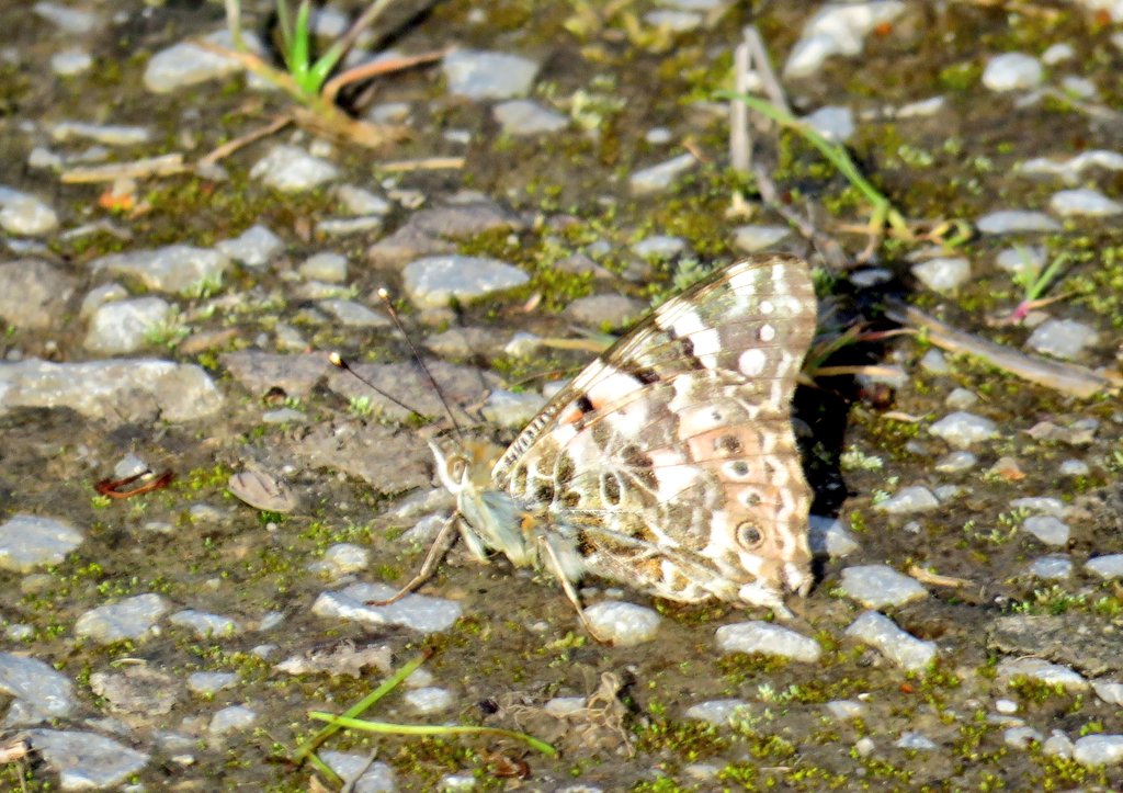 Simon Fairweather (@fatboy_is_slim) on Twitter photo Pristine Painted Lady at <a href="/WWTSteart/">WWT Steart Marshes</a> late afternoon today together with a couple of Peacocks Pristine Painted Lady at <a href="/WWTSteart/">WWT Steart Marshes</a> late afternoon today together with a couple of Peacocks