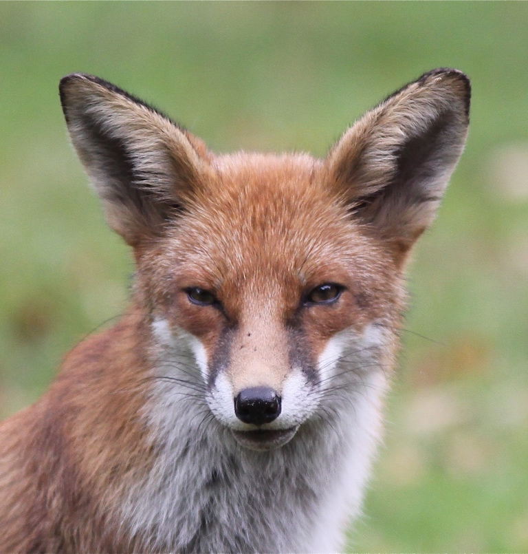 AnneatSaveMe's tweet photo. HELP
A vixen was killed in Westwood Road, Windlesham, outside the Whitehouse gates. She was feeding cubs; if you live in Westwood Road and have an earth or a visiting vixen, please let us know. PLEASE CALL US ON 07955 080901. https://t.co/65w5izBC7c