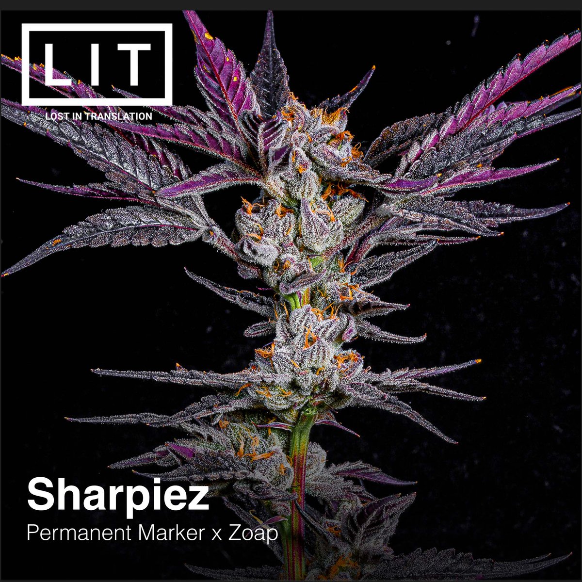 LitFarms's tweet photo. ππΎSharpiez giveaway contest! Pick a number between 1 and 5000, and tag friends. Every friend you tag lets you pick another number! 5 closest numbers win a free 12-pack of Sharpiez π #litfarms #sharpiez https://t.co/4o8MqBLWfB